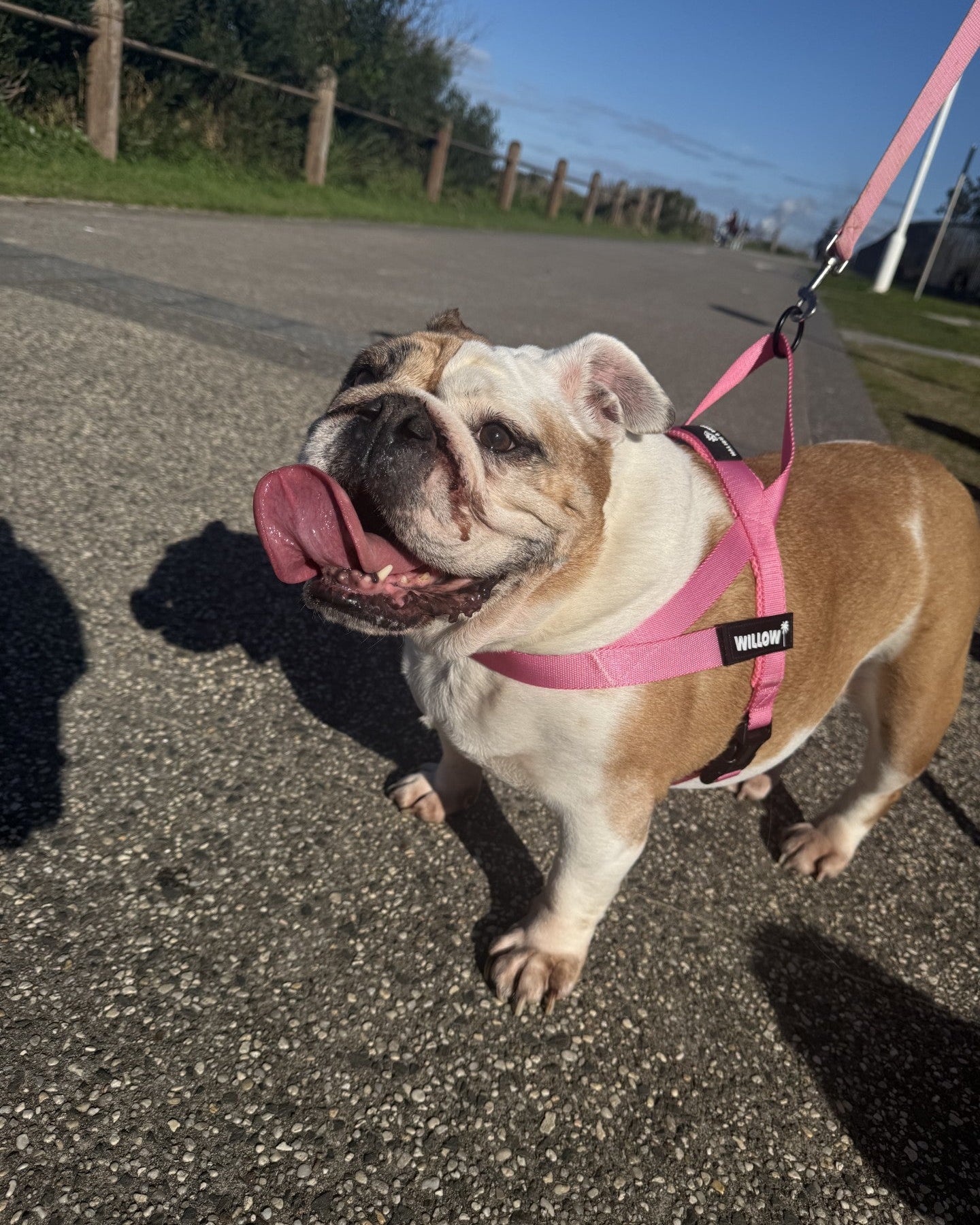 MALIBU & BILLY PERSONALISED HARNESS